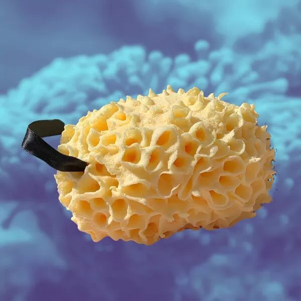 Natural Sea Sponge
