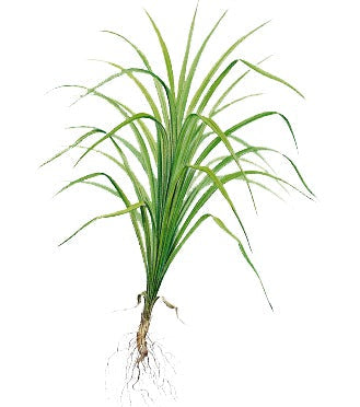 Citronella Organic Essential Oil 10ml - SCENTA