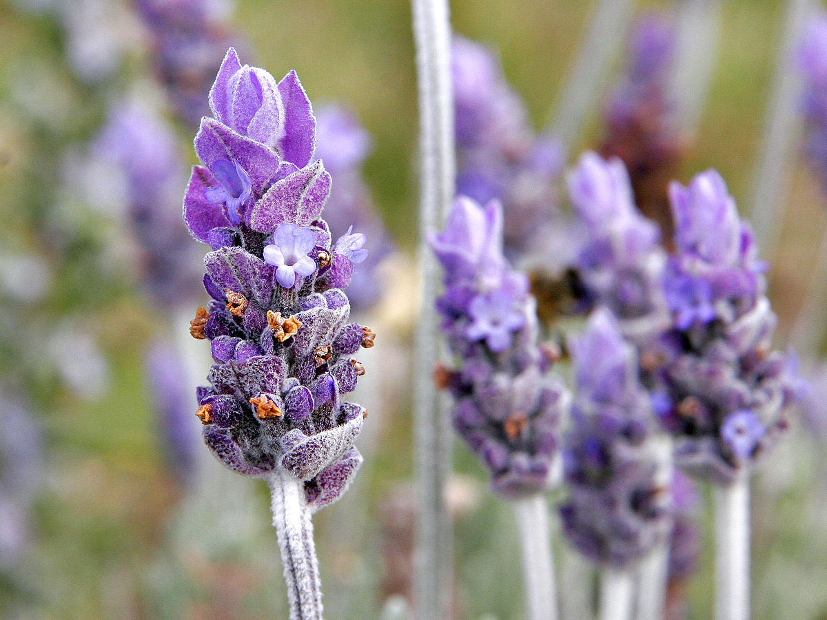 Lavender 100% Natural Essential Oil - SCENTA