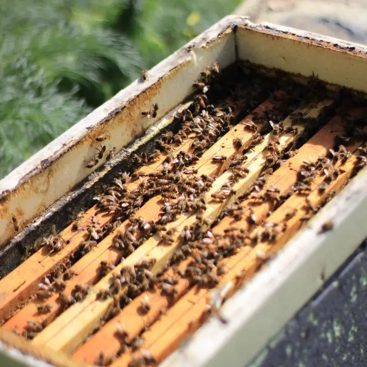Organic and ecofriendly Sulla Honey