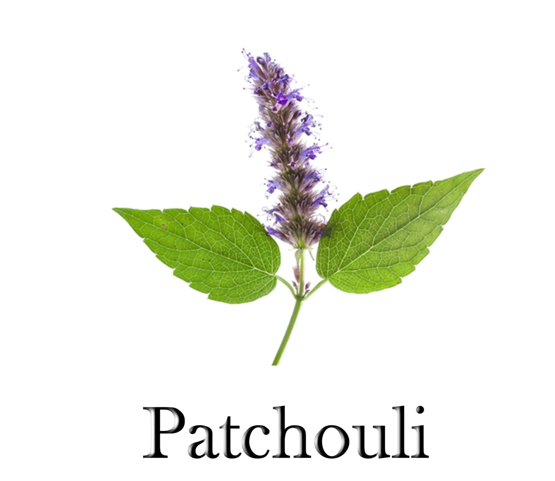 Patchouli Essential Oil 100% Pure 10ml - SCENTA